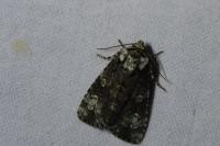 Craniophora ligustri
