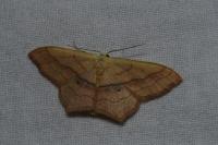 Scopula imitaria