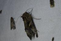 Autographa gamma