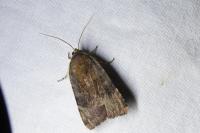 Noctua janthe/janthina