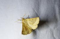 Crocallis elinguaria