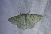 Pseudoterpna pruinata