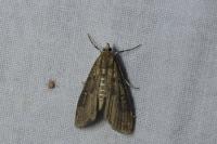 Parapoynx stratiotata