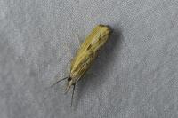 Agriphila inquinatella