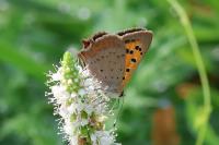 Lycaena phlaeas