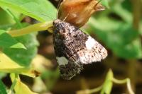 Tyta luctuosa