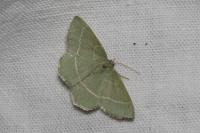 Chlorissa viridata