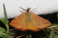Lythria purpuraria