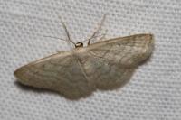 Idaea subsericeata