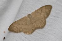 Idaea straminata