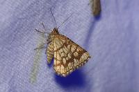 Chiasmia clathrata