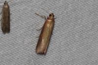 Oncocera semirubella