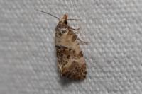 Cochylis molliculana