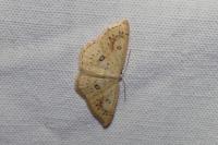 Cyclophora annularia