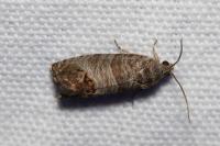 Cydia pomonella