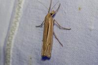 Ancylolomia tentaculella