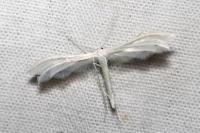 Pterophorus pentadactylus