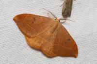 Watsonalla binaria