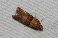 Acrobasis tumidana