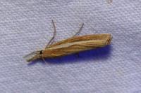 Agriphila tristella