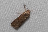 Spodoptera exigua