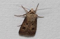 Agrotis exclamationis