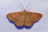 Scopula rubiginata