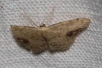 Idaea dimidiata