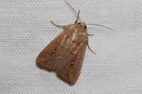 Mythimna albipuncta