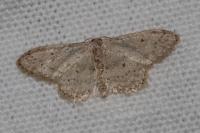 Idaea seriata