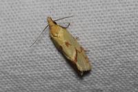 Agapeta hamana