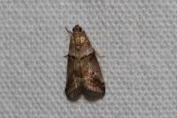 Acrobasis consociella