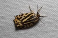 Emmelia trabealis