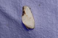 Cilix