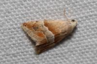 Eublemma parva