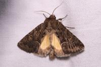 Thalpophila matura