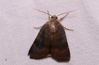 Noctua janthe/janthina