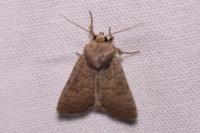 Hoplodrina blanda