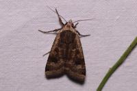 Noctua pronuba