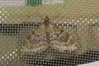 Acasis viretata