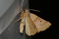 Crocallis elinguaria