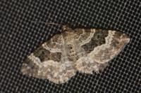 Epirrhoe alternata
