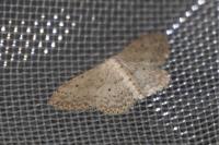 Idaea seriata