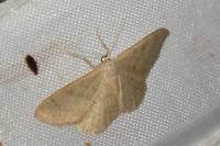 Idaea straminata