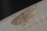 Idaea subsericeata
