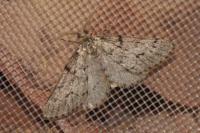 Tephronia sepiaria