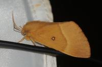 Lasiocampa quercus