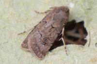 Agrotis bigramma