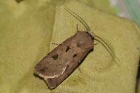 Agrotis exclamationis
