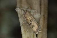 Agrotis segetum